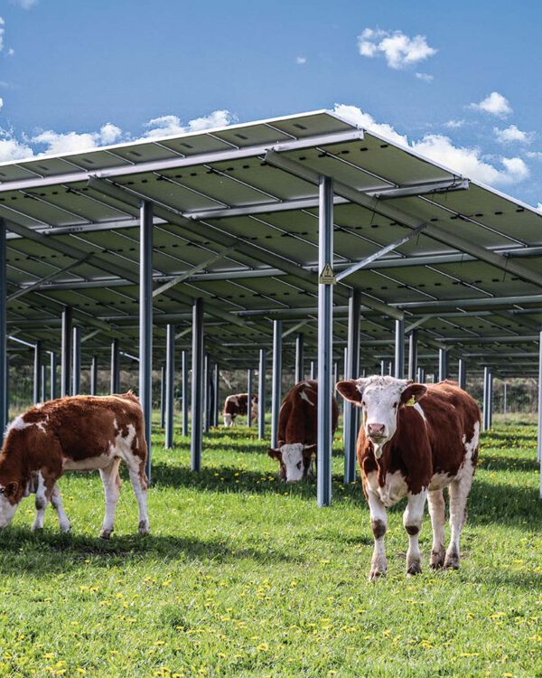 Solaranlage mit Kühen