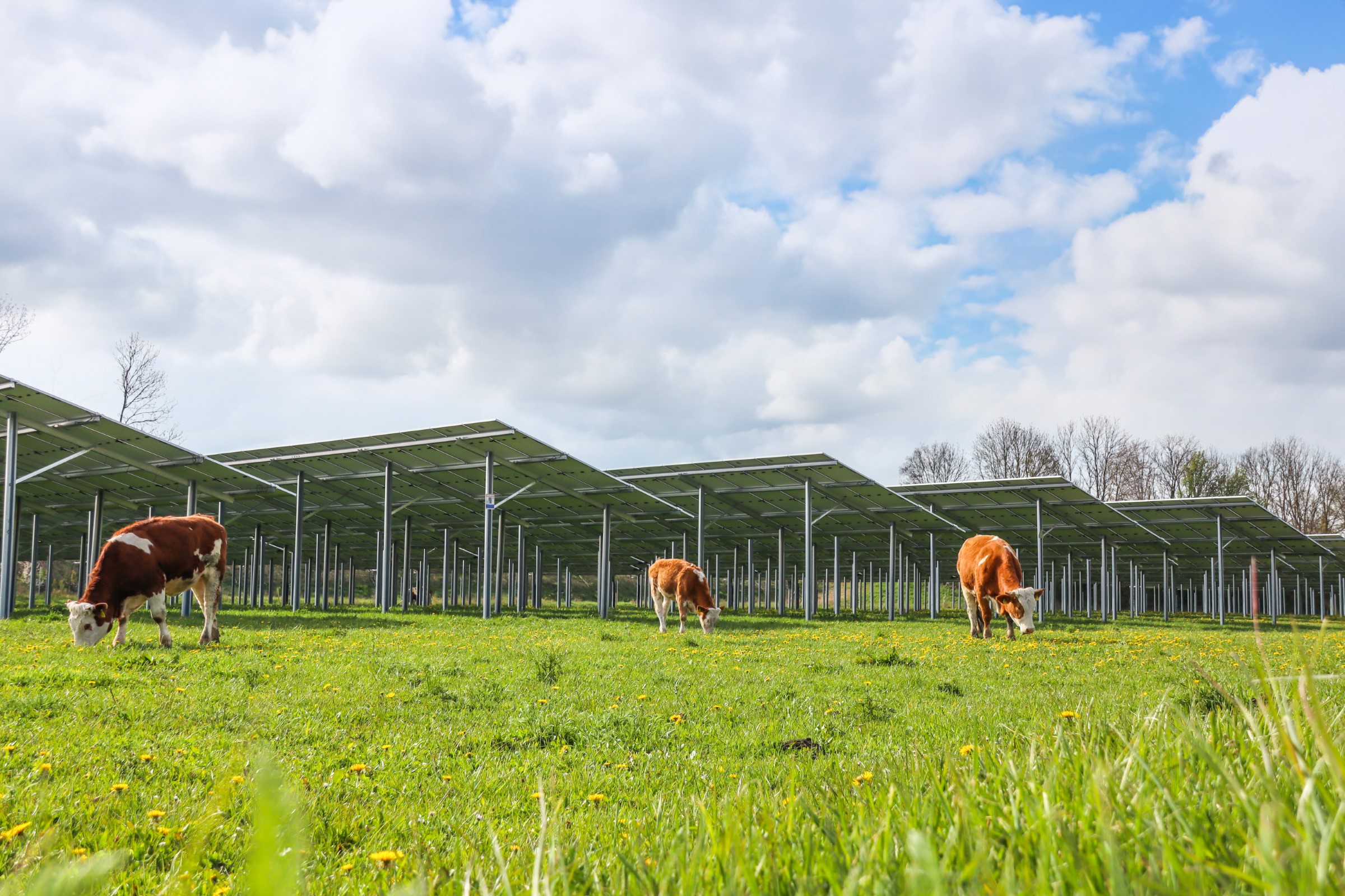 Solaranlage mit Kühen